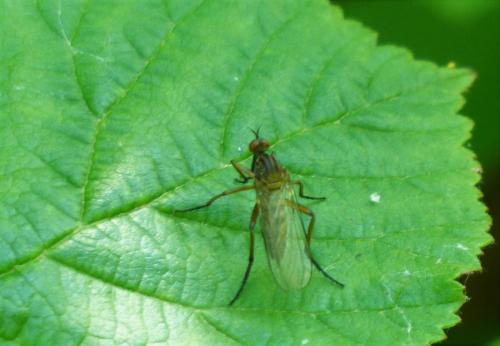 Réf. 207 744 : Empis livida